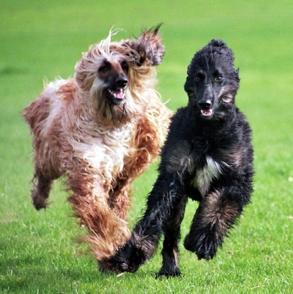 Frisuren im Wind - Hundesalon Merlin Gontenschwil